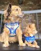 Wrap and Snap Choke Free Dog Harness by Doggie Design
